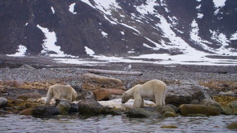 Hungry Polar bear mother and calf feed on Whale blubber in the Arctic