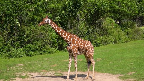 Reticulated giraffe (Giraffa camelopardalis reticulata), also known as Somali giraffe, is subspecies of giraffe native to Horn of Africa. It lives in Somalia, southern Ethiopia, and northern Kenya.