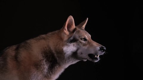 a hybrid of german shepherd and wolf, called wolfdog, is barking and showing the teeth. studio with black background. 50 fpm. Several takes