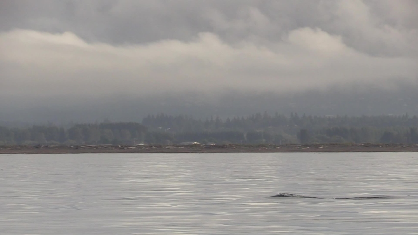 Two close up transient Orcas swimming along the shore on Vancouver Island Royalty-Free Stock Footage #1040288660
