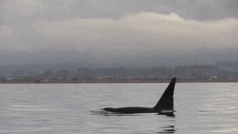 Two close up transient Orcas swimming along the shore on Vancouver Island