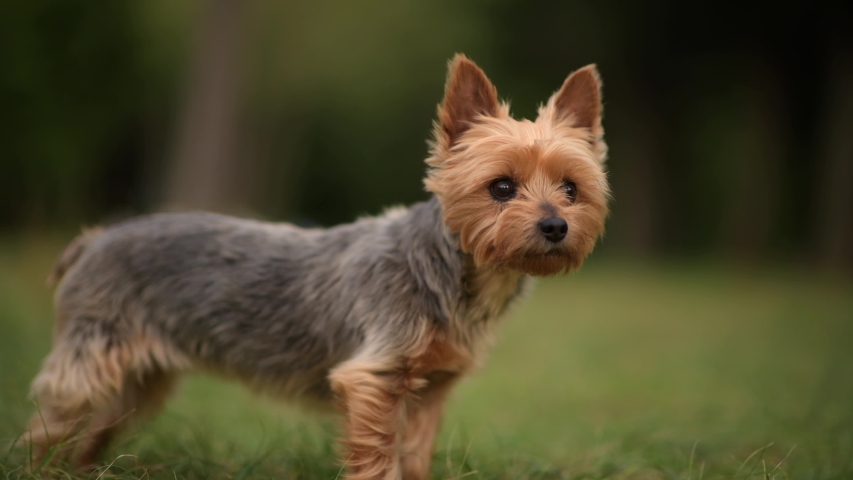 Barking Terrier Outdoor Footage Video (100% Royalty-free) | Shutterstock