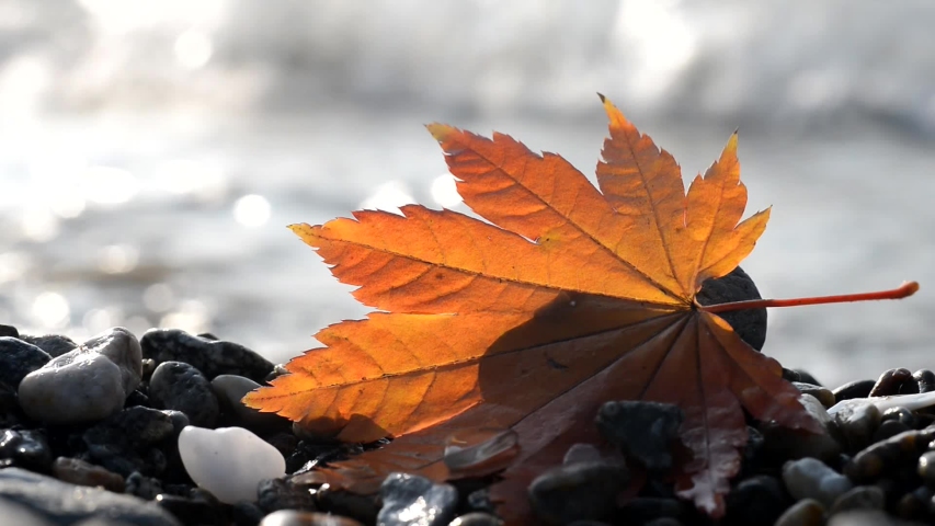 Autumn maple leaf on the coast
