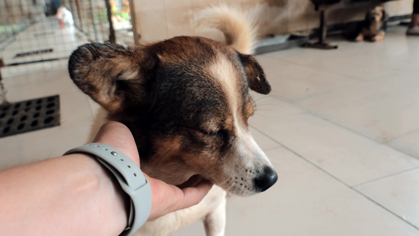 Close-up of male hand petting caged stray dog in pet shelter. People, Animals, Volunteering And Helping Concept.