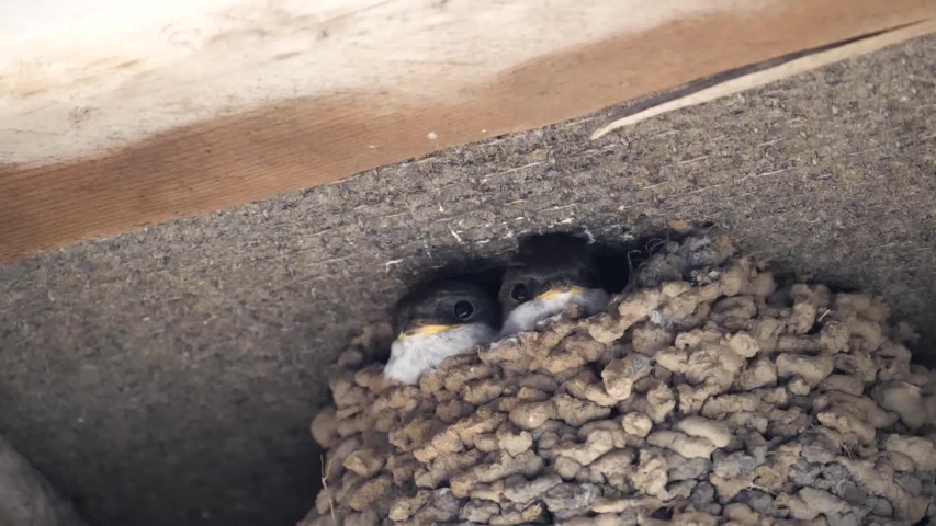 Time lapse shot of common house martin chick nesting, and being fed insects by their mother in the eaves of a UK property.