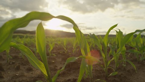 SLOW MOTION CLOSE UP: Young corn growing on a agricultural field at sunset