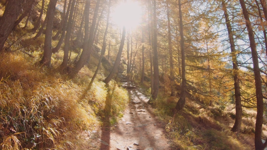 Hiking trail in the forest near the lake, at beautiful sunset. 4k
