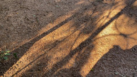 Shadows on footpath in sunny morning park.