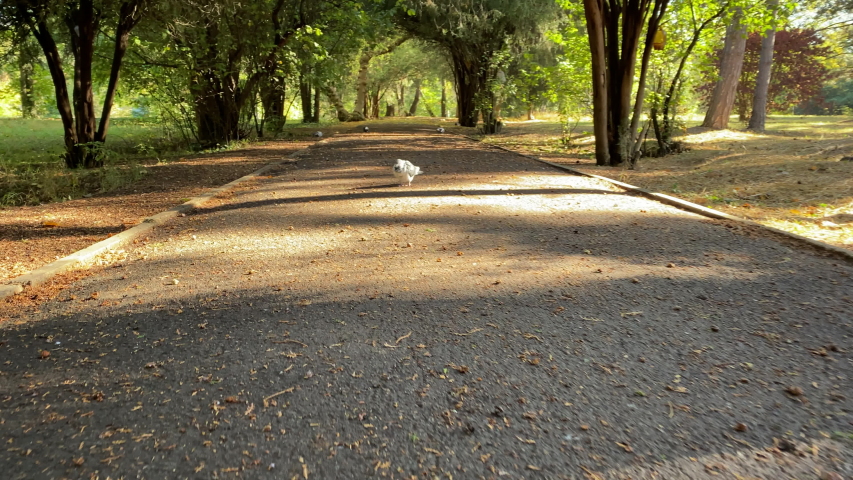 POV walking on footpath in sunny autumn park in the morning. Salhirka Park, Botanical Garden in Simferopol, Crimea, Russia.