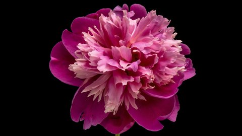 A beautiful pink peony blooms on a black background