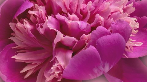 Beautiful pink Peony background. Blooming peony flower open, time lapse, close-up.