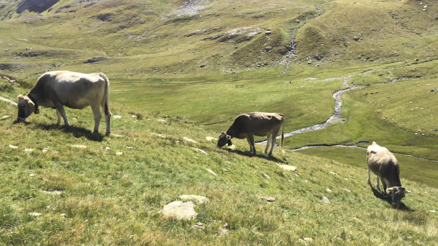 Cows grazing in a mountain meadow.