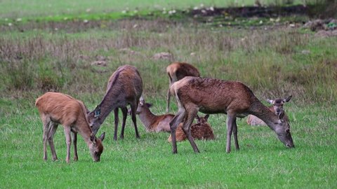 Red deer female herd search feed on the meadow, autumn, (cervus elaphus), germany