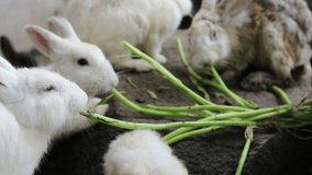 Group of bunny rabbits eating vegetable in backyard garden 