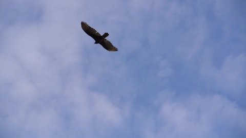 Turkey Vultures Buzzards Soaring over Sanibel Causeway
