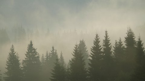 Tree forest silhouettes. Fog and haze forest landscape