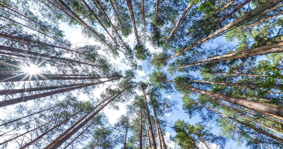 spinning and torsion and Looking up into pinery forest. Trees growing in the sky Royalty-Free Stock Footage #1040332214