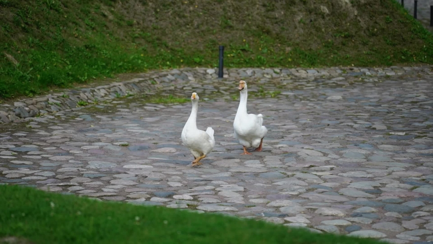 Goose walking in a garden at countryside