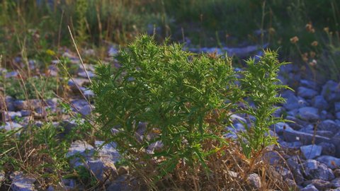 Small plants in dry environment