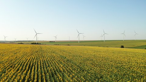Agricultural field with bright yellow sunflowers against background of rotating wind turbines, blue sky at sunset in summer Aerial view drone flying backward camera down. Windy park