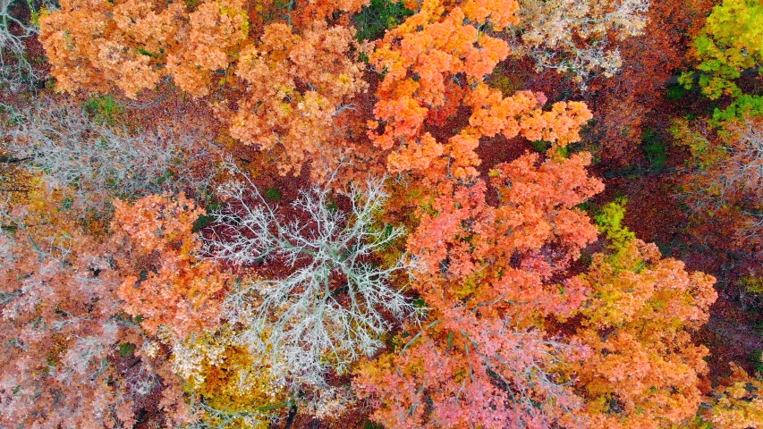 Amazing Autumn Scenery, biodiversity illustrated in Fall Colors, Forests of Wisconsin, Treetop Aerial View.