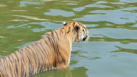 Slow motion of Bengal tiger (Panthera tigris tigris) was swimming in pond.