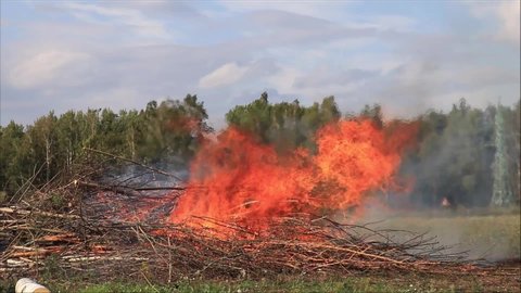 Large open-air bonfire with burning dry trees ab bushes in flame against backdrop of green forest over the heat wave