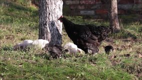 Chicken family mum Hen and baby Chicks walking outdoors in organic free range poultry farm yard