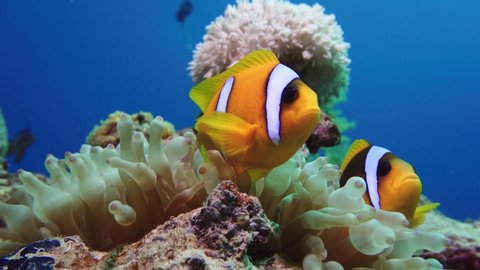 Nemo clown fish in the anemone on the colorful healthy coral reef. Anemonefish nemo couple swimming underwater. Red Sea Egypt 4K