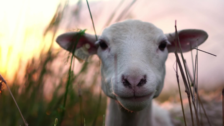 Cute sheep on green pasture in village farm field countryside.
Concept of livestock agriculture, environment, vegan activism, animal rights. Animal portrait. Slow Motion.  Royalty-Free Stock Footage #1040349878
