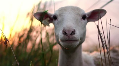 Cute sheep on green pasture in village farm field countryside.
Concept of livestock agriculture, environment, vegan activism, animal rights. Animal portrait. Slow Motion. 