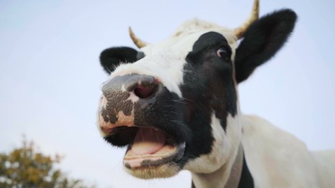 Close-up of a cow's head. The animal is chewing.