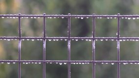 Pan Rotating left to right High Definition HD Video Clip Footage of rain drops on a fence net