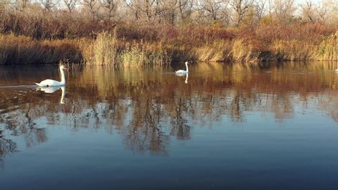 Wild swans swim on the lake.
