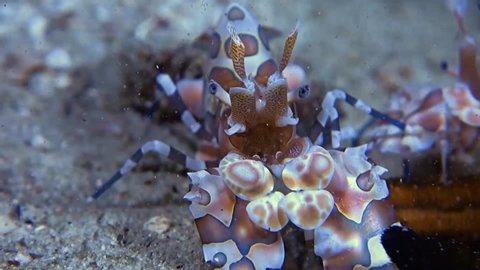 Close-up.Harlequin shrimp goes backwards along the gray sea sand and drags a starfish. Night dive.Philippines.Anilao.