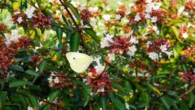 Close up video of a Cabbage White Butterfly (Pieris Rapae) sipping nectar from an abelia flower. 