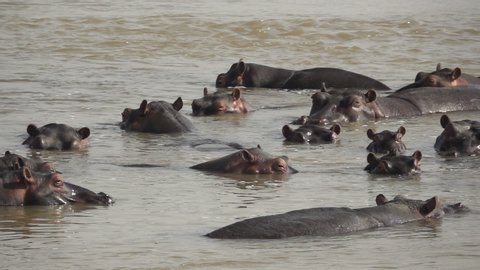 Hippo in the middle of the group rotating ears in super slow motion