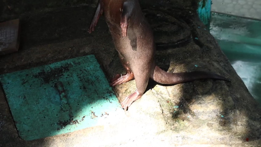 Asian Short Clawed Otter| Can dive 6-8 minutes, is a type of monogamous animal, likes to soak in water but spend a lot of time on land, has transparent eyelids that make it easier to see even in water