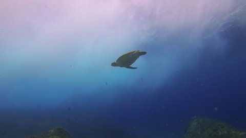 Sea Turtle. Green Turtle Swimming To Dramatic Sunlit Sea Surface & Waves On Beautiful Colourful & Peaceful Rocky Coral Reef In Blue Sea Water. Graceful Aquatic Marine Turtle & Marine Life Underwater