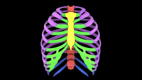 Human Skeleton System Thoracic Skeleton Anatomy. 3D
