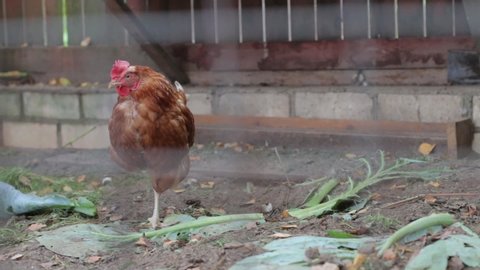a hen resting on one leg behind a fence 