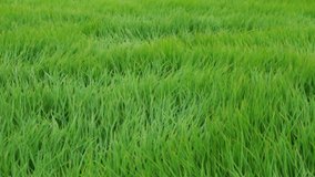 Videos HD of green rice fields that are swaying on the days of stormy winds.
