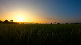 Silhouette rice fields with raindrop during sunrise with blue sky. This clip is have noise