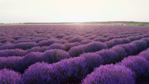 Lavender blooming flowers bright purple field aerial view drone flying back with blue sky sunset. Smooth rows of lavender plants. Last rays of sun. Lens flare. Lavender Oil Production. Aromatherapy