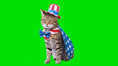 4K Bengal cat on green screen isolated with chroma key, real shot. Cat dressed up in patriotic costume for 4th of July sitting down looking around.