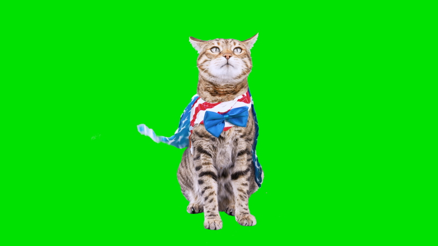 4K Bengal cat on green screen isolated with chroma key, real shot. Cat dressed up in patriotic costume for 4th of July sitting down looking around. Cape blowing in the wind. Royalty-Free Stock Footage #1040422349
