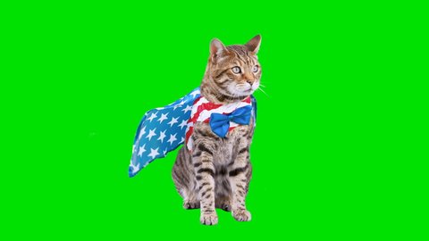 4K Bengal cat on green screen isolated with chroma key, real shot. Cat dressed up in patriotic costume for 4th of July sitting down looking around. Cape blowing in the wind.