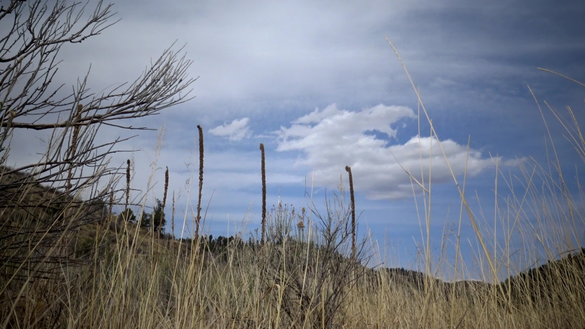 Grass and Hills in Colorado