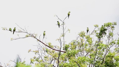 Flock of Olive-throated parakeet in Veracruz Mexico