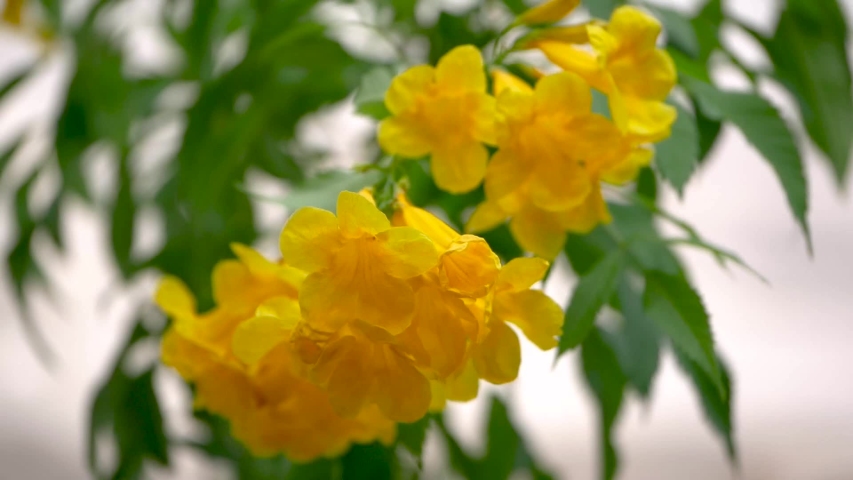 Yellow flowers move according to the wind in spring. | Shutterstock HD Video #1040435669